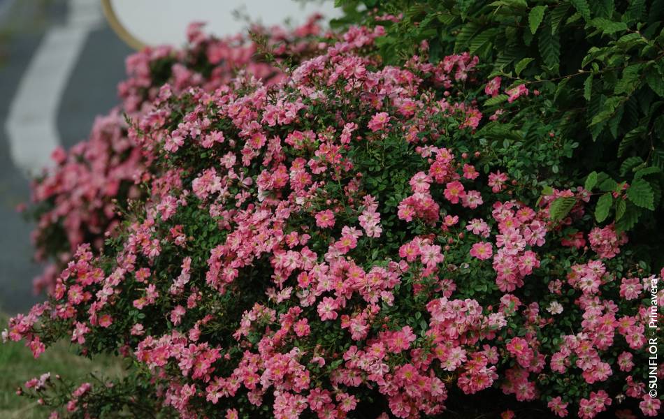 ©SUNFLOR - Primavera